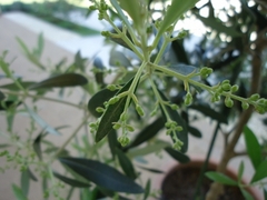 Flower buds of Olive trees　
